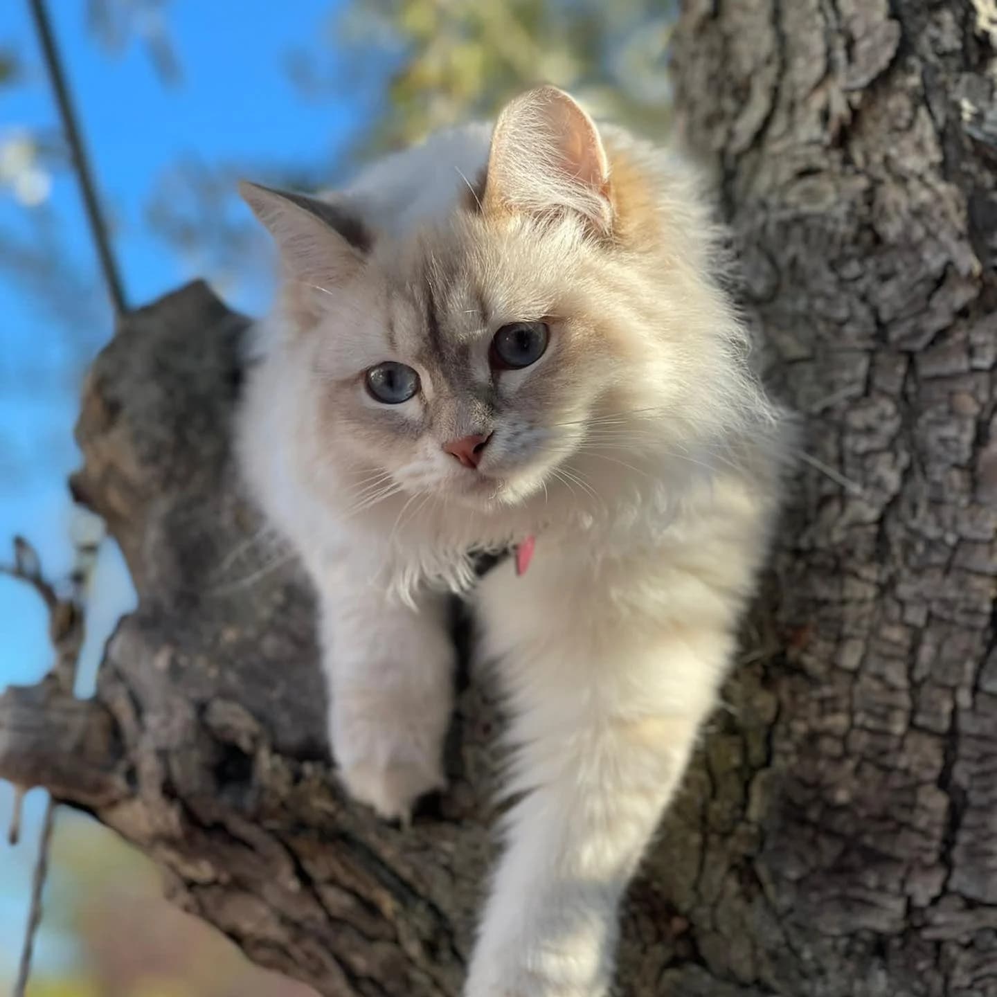 La vida con un Siberiano