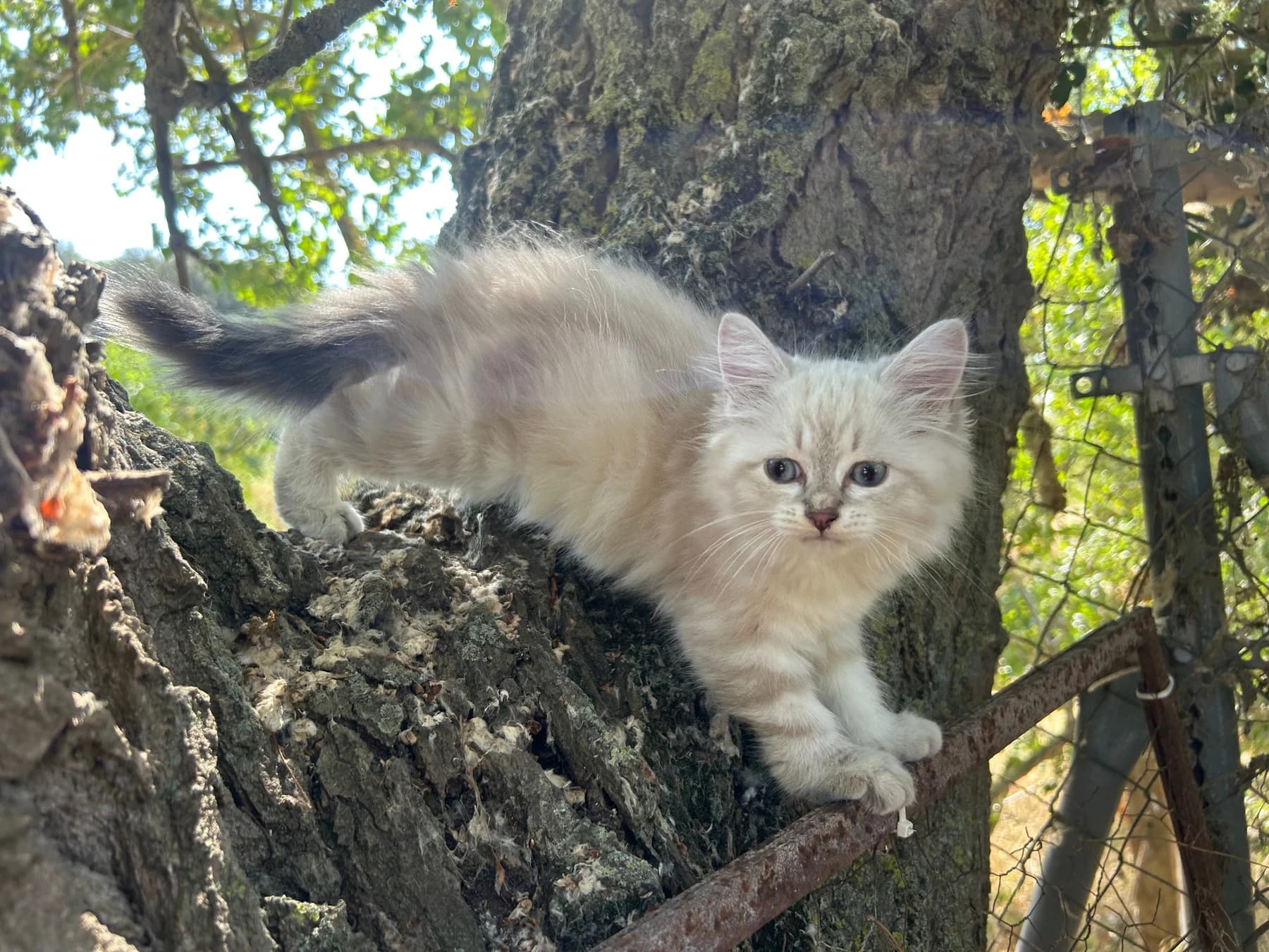 El Gato Siberiano: Un Tesoro Natural