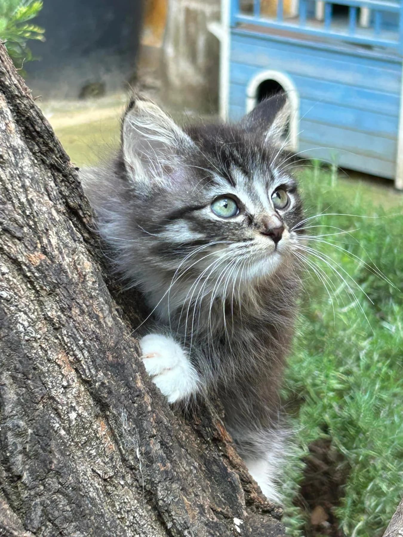 Gatito siberiano plateado asomado entre los troncos