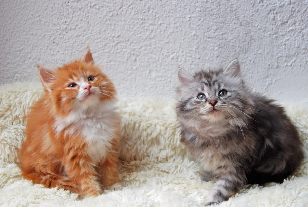 Dos siberianos, uno rojo y otro plateado, descansando juntos en casa