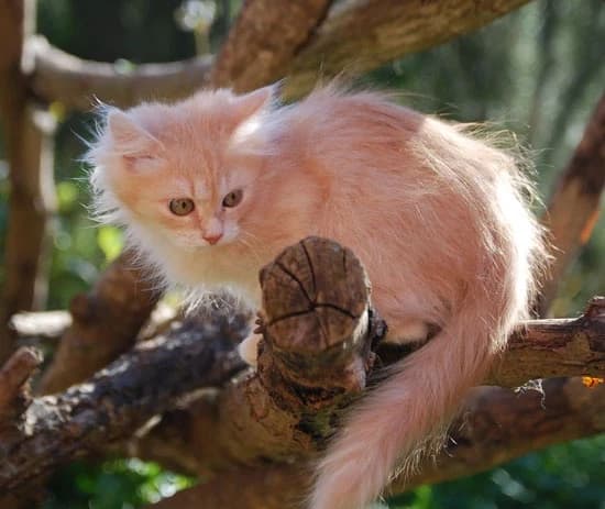 Gatito siberiano rojo explorando una rama