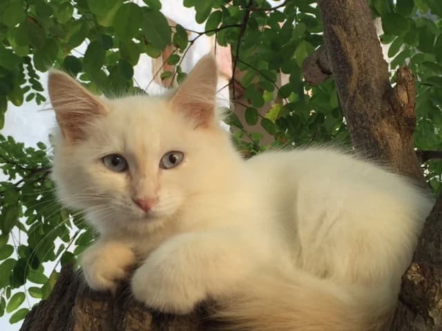 Gatito siberiano blanco entre las hojas