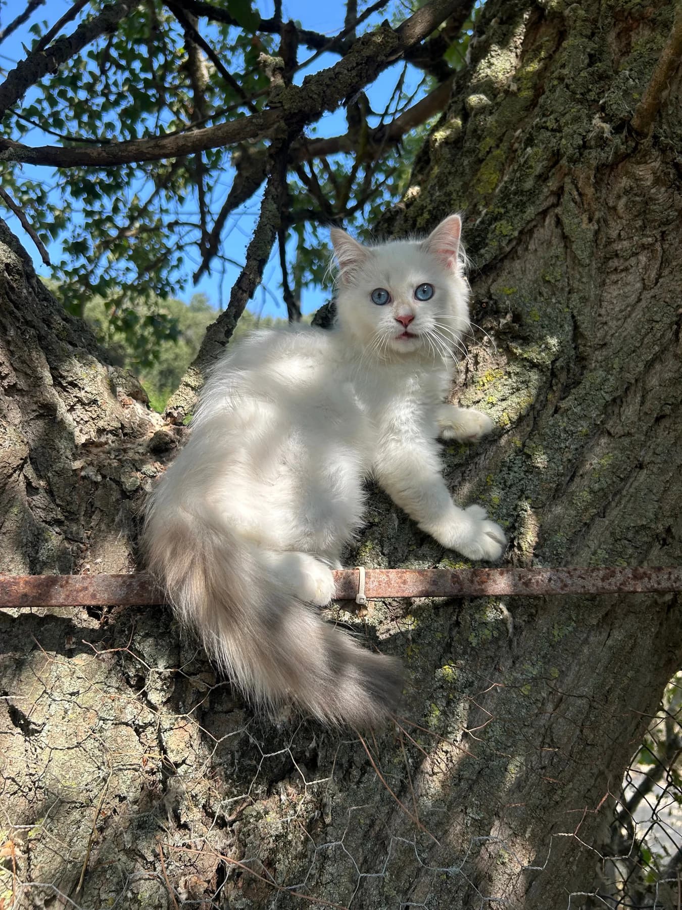 Siberiano blanco subido al árbol del jardín