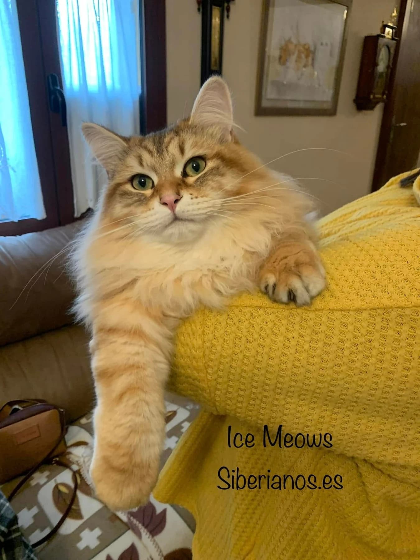 Un siberiano dorado descansando en casa