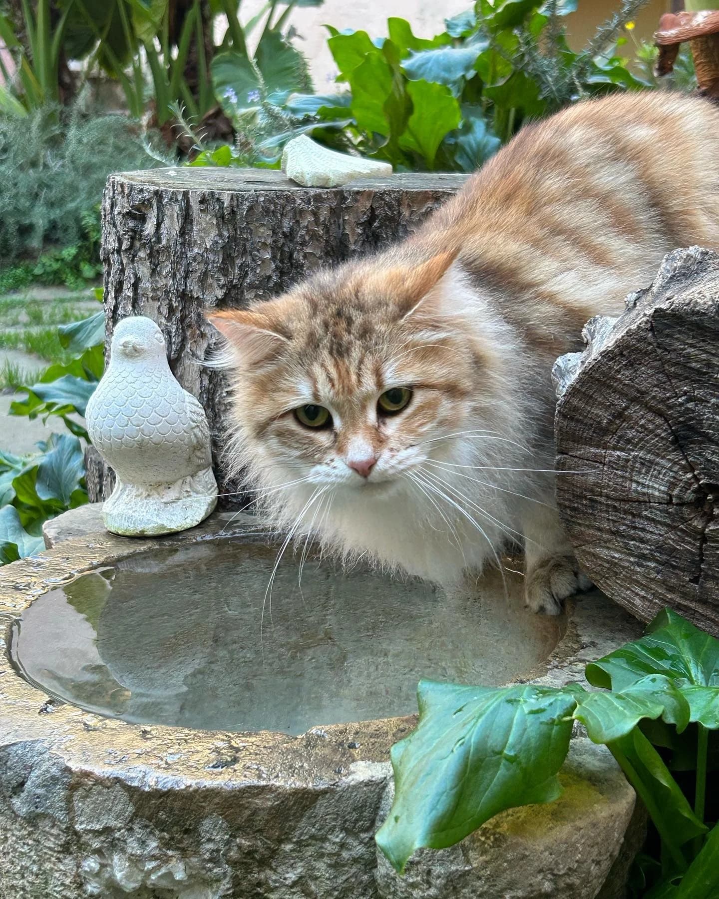 Siberiano curioseando desde un tronco del jardín