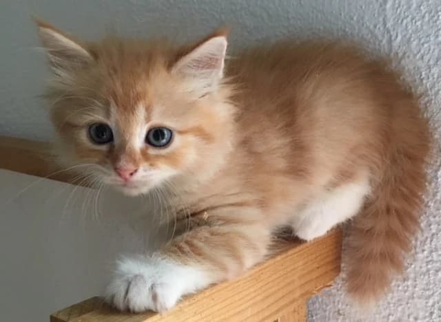 Gatito siberiano rojo sobre una plataforma