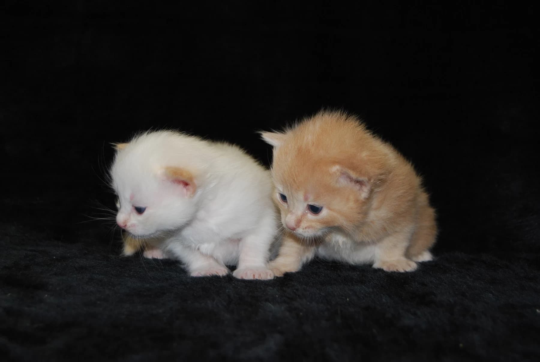 Gatitos siberianos de Ice Meows