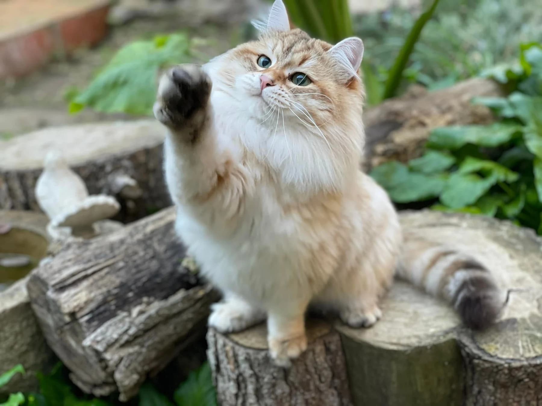 Gato siberiano de Ice Meows