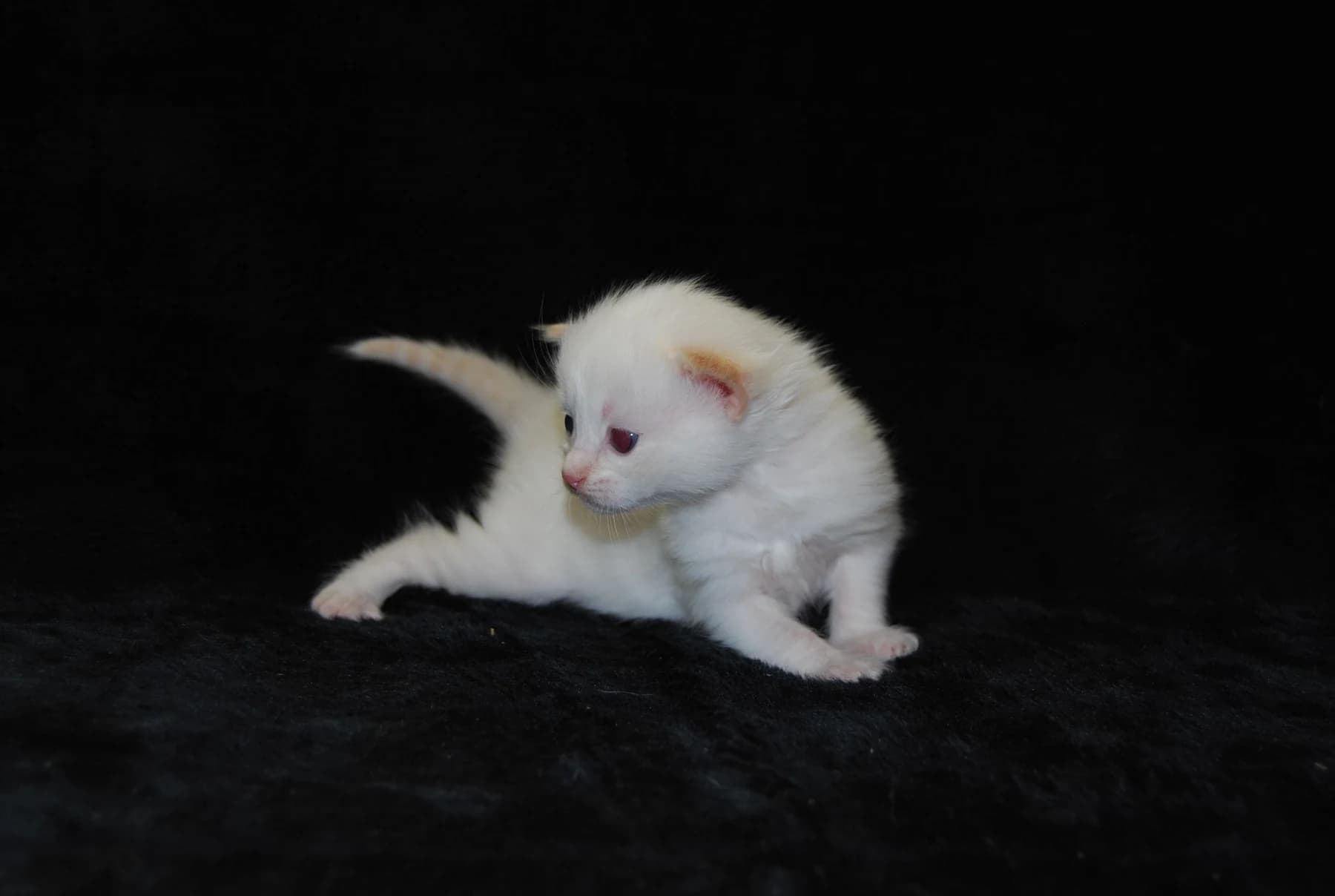 Un gatito siberiano recién nacido sobre una manta oscura