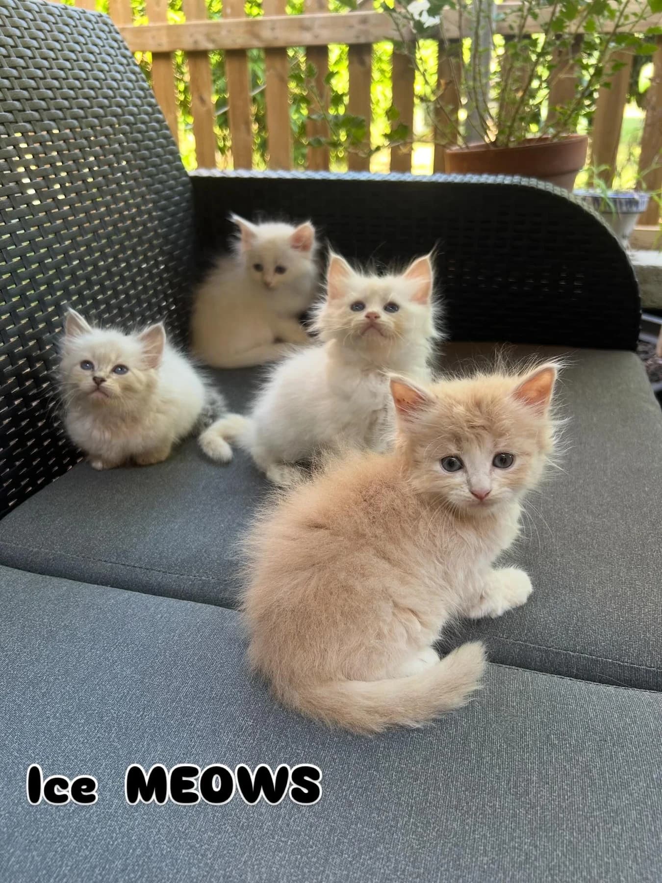 Tres gatitos siberianos en una silla de casa