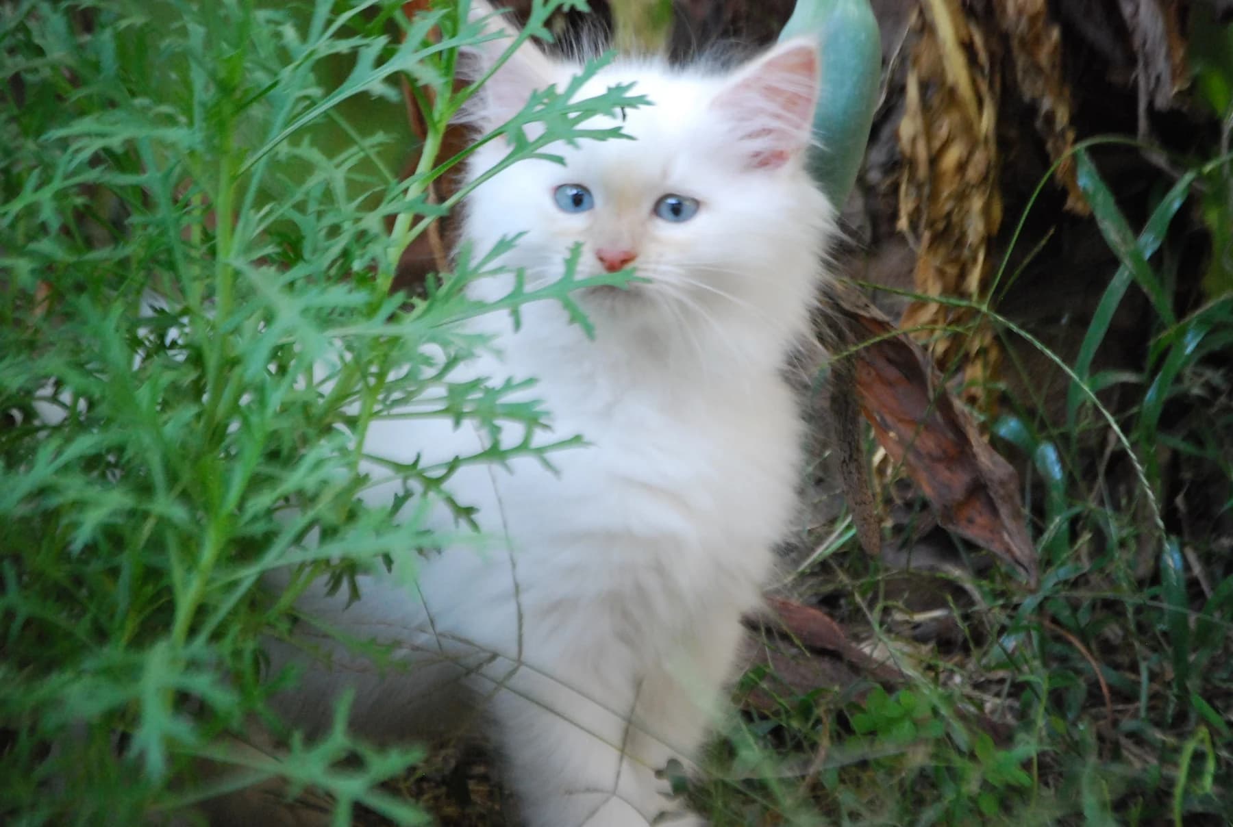 Un gatito siberiano blanco asomado entre las hojas del jardín
