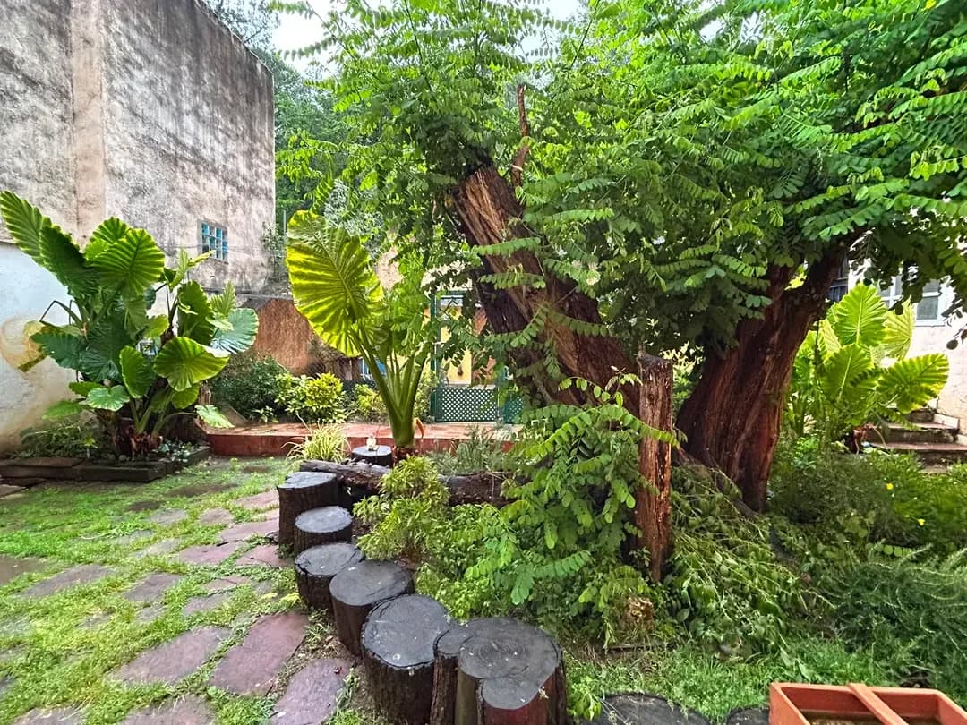 El jardín real de Ice Meows, con su gran árbol y el camino de troncos que inspiraron el vídeo